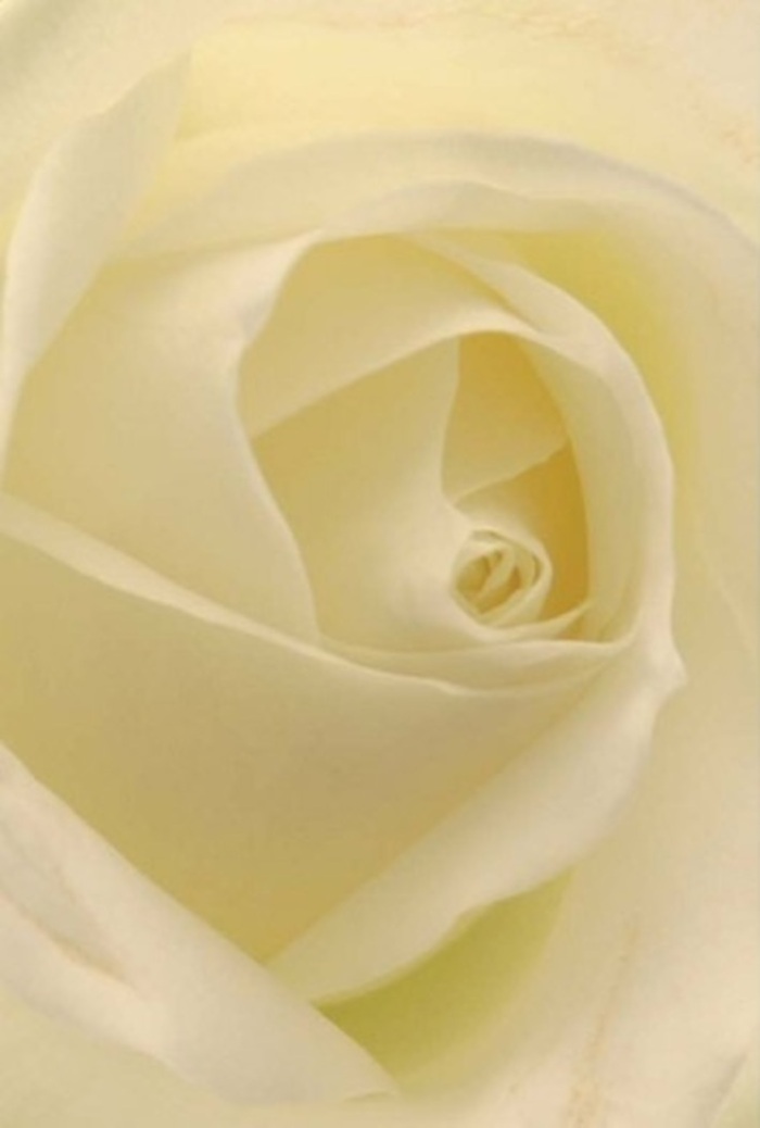 Gazing upon this classic white rose up close invites a sense of calm and quiet admiration-a perfect reflection of the gentle rhythms found in Stockwell's leafy streets. The petals, creamy white with luscious hints of pale lemon, spiral gracefully towards a nearly flawless heart, their matte finish collecting soft light as though the flower glows from within. Shadows drift delicately between folds, enriching the bloom's natural depth and lending it an ethereal presence. This arrangement, so carefully composed by a Stockwell florist, feels imbued with both tradition and contemporary artistry-ideal for memorializing a cherished moment, offering a dignified apology, or simply bringing sophistication to a wedding table or family celebration. The barely perceptible fragrance lingers in the imagination: fresh, pure, and comforting-never overwhelming. From Stockwell's Artscape gardens to the vibrant homes along Wandsworth Road, such a rose speaks volumes about the care and thoughtfulness behind every curated bouquet, especially those delivered for life's milestone occasions. In every instance, these blooms communicate more than beauty; they embody the tender intention and skilled hands that are the heart of Stockwell's community florists.